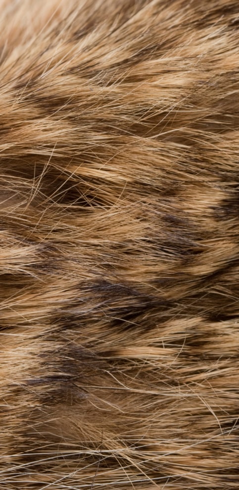 Pet Hair